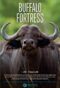 Blood Rivals Lion Vs Buffalo Buffalo Fortress 2014
